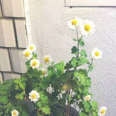 女皇之刃果盘版下载